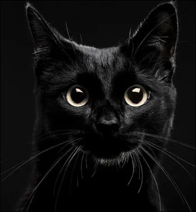 Quelle est la couleur principale sur cette image ?