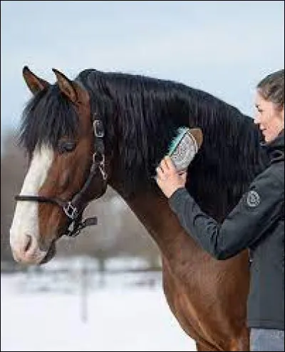 Quelle est l'utilité du pansage ?