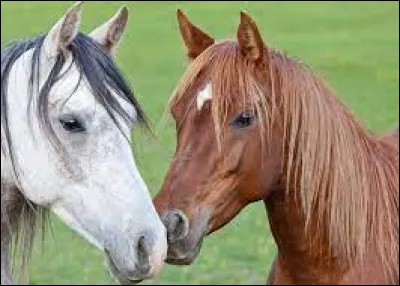 Quelles sont les robes simples ?