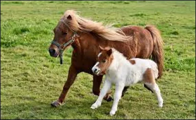Un shetland est un poney