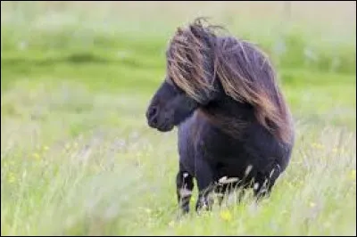 Quand je débride mon poney je...