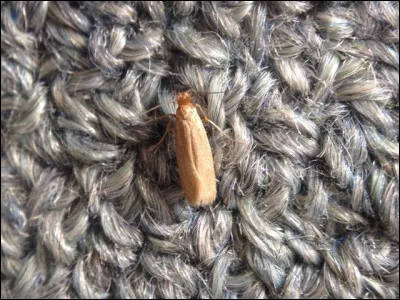 Antimite : quelles solutions naturelles pourrez-vous choisir ?