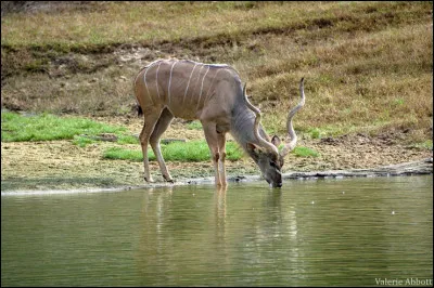 Antilope : quelle est celle-ci ?
