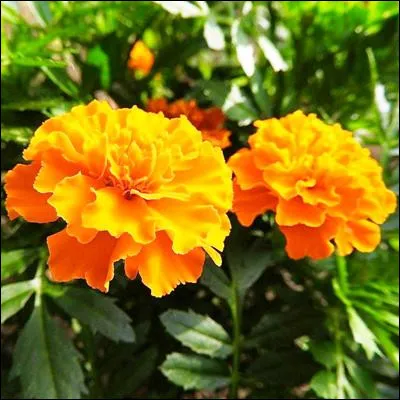 Comment s�appelle cette fleur originaire d�Am&eacute;rique, qui est comestible et dont le go&ucirc;t rappelle celui du fruit de la passion ?