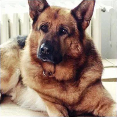 Quel r&eacute;sistant fran&ccedil;ais utilisait le nom de code "Rex" ?