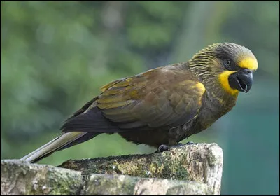 Quel est cet oiseau au plumage coloré et à longue queue qui vit en Australasie ?