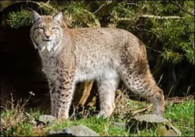 Quel est ce félin avec une face couverte de favoris et des oreilles triangulaires, un prédateur de l'hémisphère nord ?