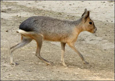 Quel est ce rongeur, un mammifère endémique d'Argentine ?