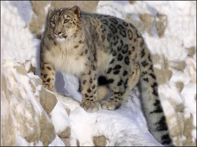 Quel est ce félin du genre panthère qui vit dans les milieux montagneux de Mongolie et du Népal ?