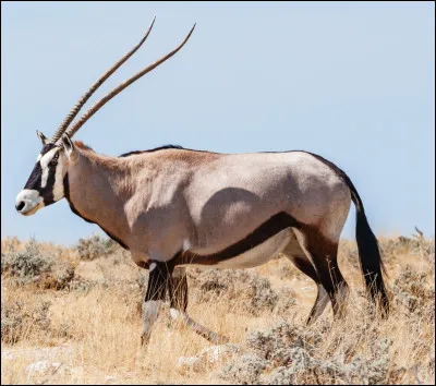 Quel est ce mammifère herbivore d'Afrique à grandes cornes du genre antilope ?