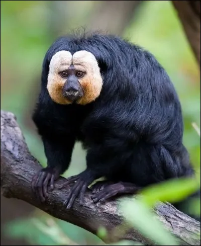 Quel est ce primate à face blanche exclusivement arboricole, un habile acrobate qui vit dans les forêts tropicales ?