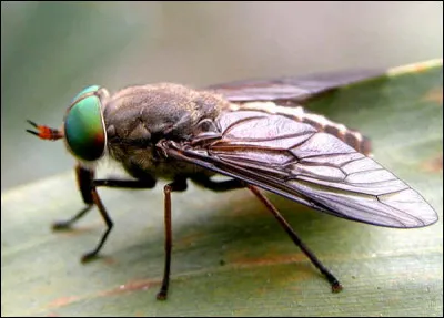 Quel est cet insecte, une mouche vecteur de virus et de bactéries dont les piqûres sont douloureuses ?