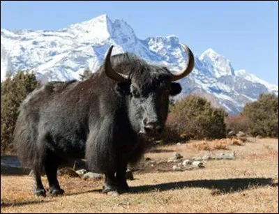 Quel est ce bovidé massif à longue toison, un animal domestique qui vit en très hautes altitudes, très présent au Tibet ?