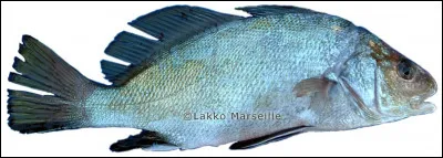 Quel est ce poisson au dos très incurvé que l'on appelle aussi corbeau de mer ?