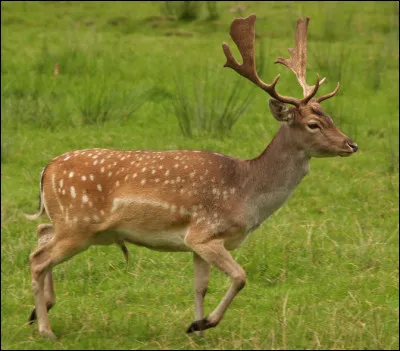 Quel est ce mammifère ruminant de la famille des cervidés ?