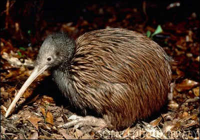 Quel est cet oiseau incapable de voler, endémique de Nouvelle-Zélande ?