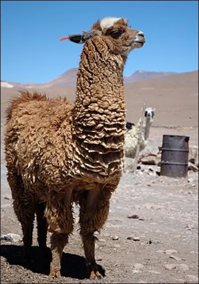 Quel est ce camélidé d'Amérique du Sud qui crache pour se défendre ?