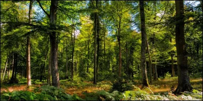 Vous sentez-vous à laise dans une forêt ?