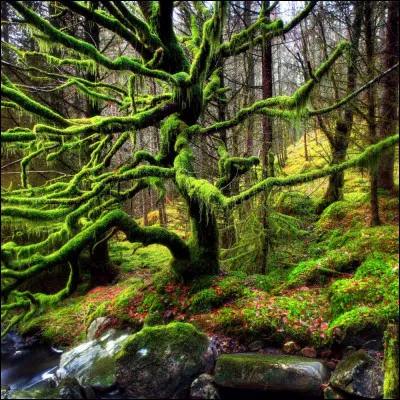 Lorsque vous vous promenez dans un espace vert, vous sentez-vous obligée de vous baigner dans la rivière ou de toucher les arbres, de vous allonger dans la mousse, de mettre les pieds dans locéan, découter les oiseaux, et dapprécier le bruit du vent dans les arbres ?