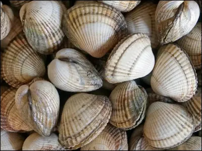 Quel est le nom donné à la coque de baie de Somme où ce petit mollusque est abondant ?