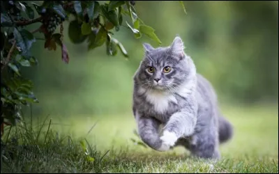 Combien y a-t-il de muscles dans l’oreille d’un chat ?