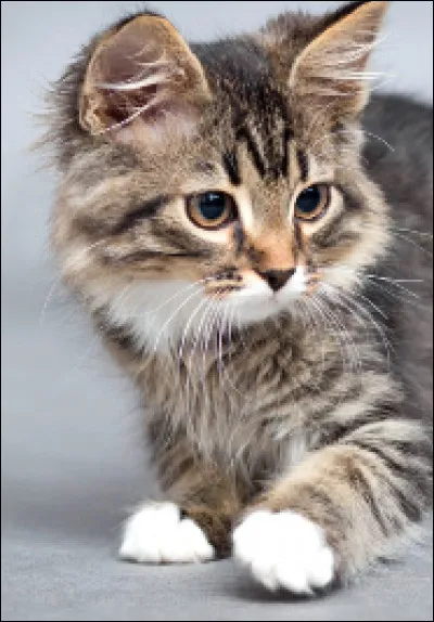 À quoi sert la queue du chat ?