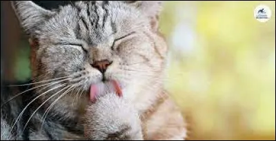 Comment s’appellent les moustaches d’un chat ?