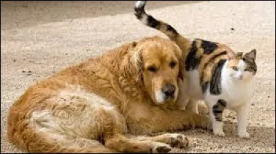 Les français ont-ils plus de chiens ou de chats ?