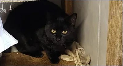 Qui est le p&egrave;re de Plume de Jais ?