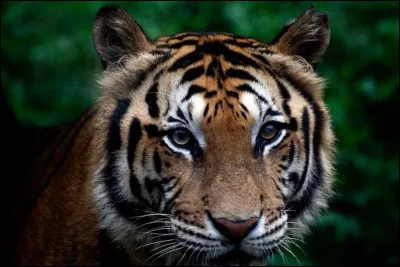 Quel animal te représente ?