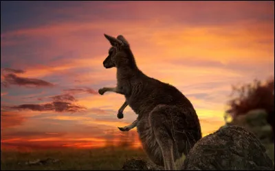 Chassez l'intrus parmi ces marsupiaux !