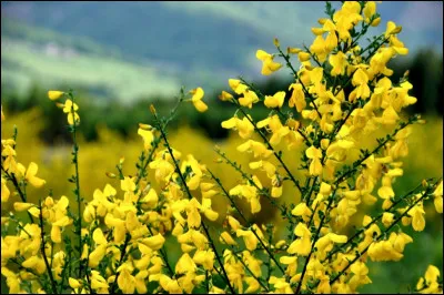 Chassez l'intrus parmi ces arbustes à fleurs jaunes !