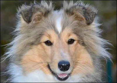 Quelle est la race de ce petit toutou ?