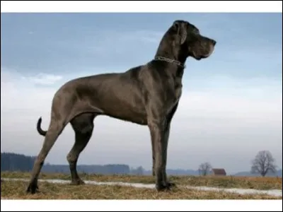 Wouaf ! Quel est ce grand chien ?
