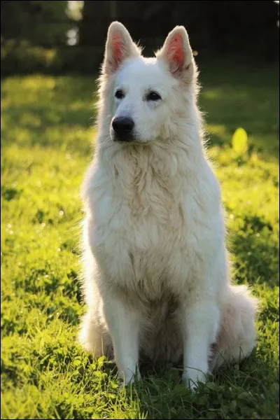 Quel est ce chien plutôt beau ?
