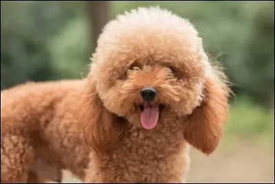 Ho ! Quelle est la race de ce toutou ?