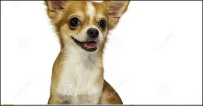 Quelle est la race de ce petit chien ?