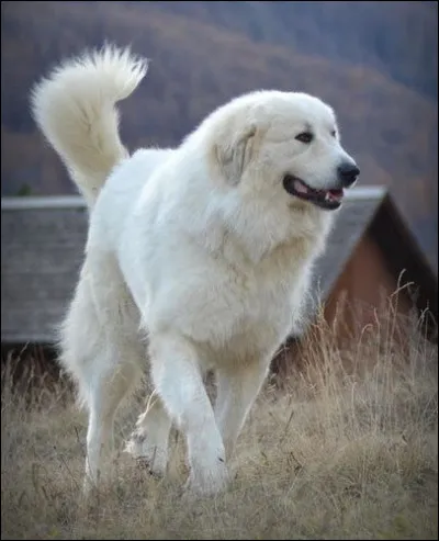 C'est quoi la race de ce grand chien ?