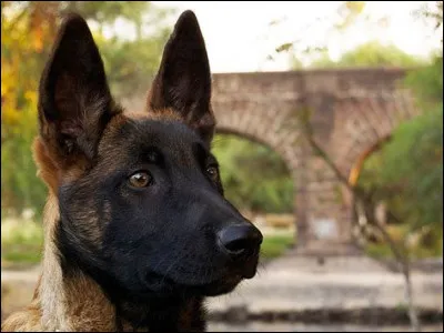 Quelle est la race de ce chien ?