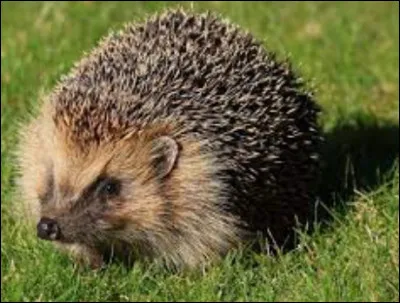 Sur cette image, il y a trois couleurs (entre autres). Trouvez celle qui apparaît le plus, et son nom en anglais.