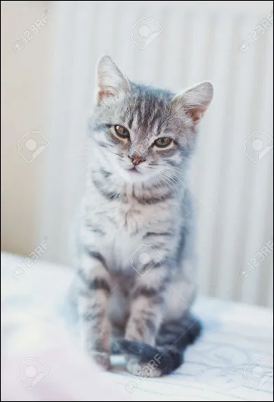 Et celui de Plume Rose ?