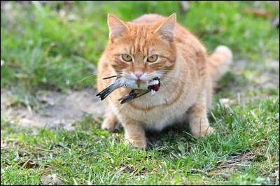 Qui fut le mentor de Patte de Daim ?