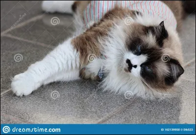 Qui furent les mentors d'Aile de Cerise ?