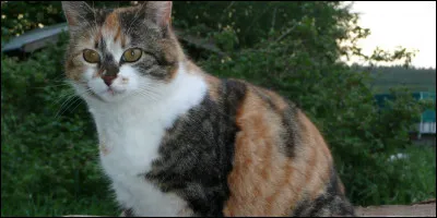 Qui furent les apprenties femelles de Pelage d'Or ?