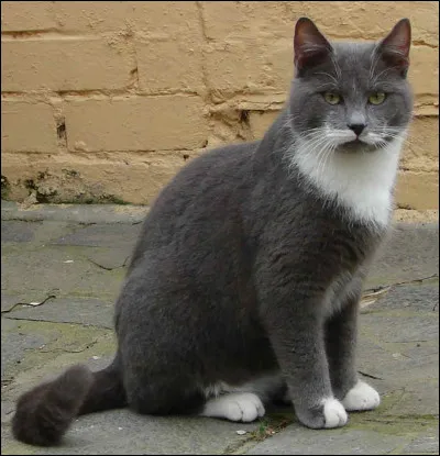 Qui furent les apprentis de Plume de Grive ?