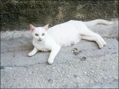 Qui fut le mentor de Pelage de Pollen ?