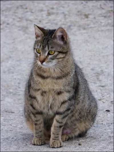 Qui fut l'apprenti de Queue de Serpent ?