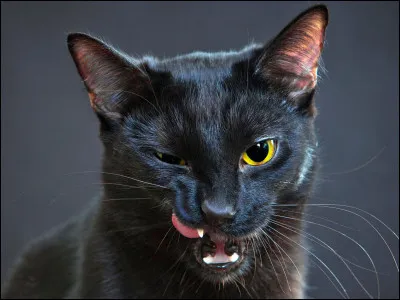 Qui furent les apprentis de Patte d'Araign&eacute;e ?