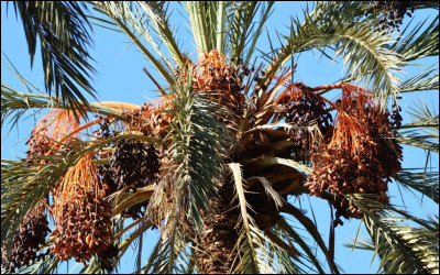 Comment appelle-t-on la culture de palmiers-dattiers ?