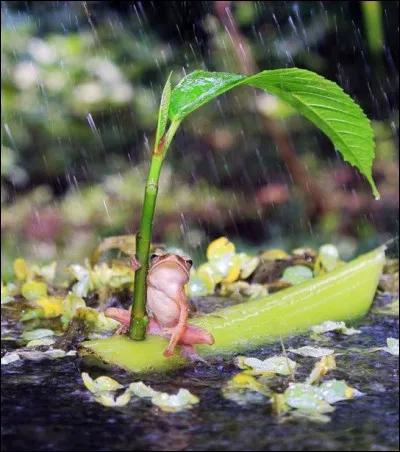 Trouvez le nom d'un chanteur français décédé !